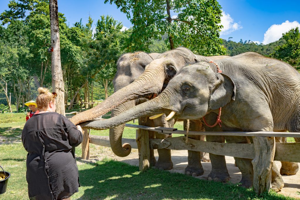 Feed Elephants in Phuket: A Heartwarming Experience at Tonsai Elephant Phuket 2