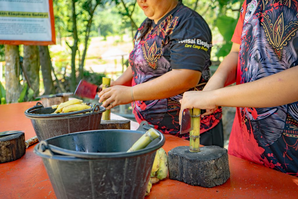 Feed Elephants in Phuket: A Heartwarming Experience at Tonsai Elephant Phuket 1